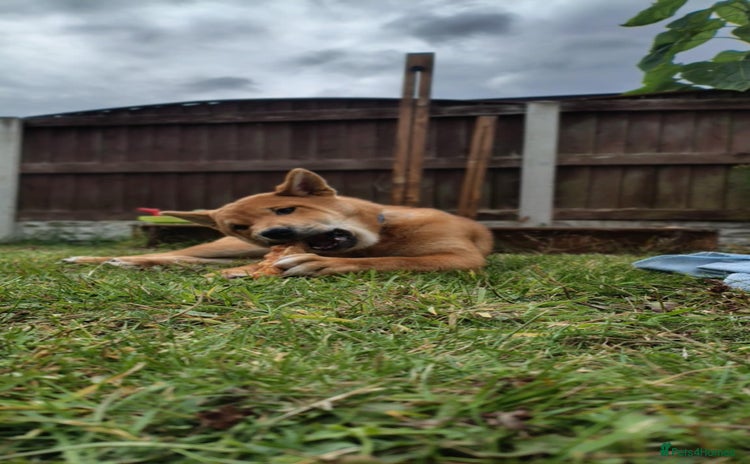 Japanese Shiba Inu dogs - Advert 3
