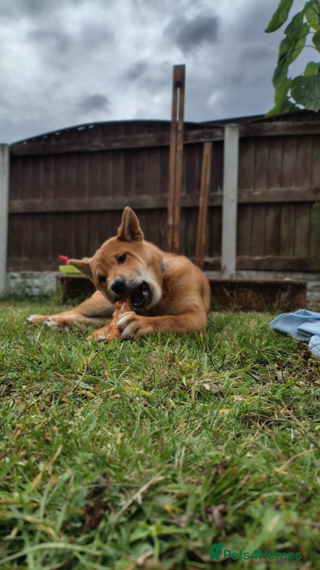 Japanese Shiba Inu dogs for sale: Japanese Shiba Inu  - Image 1