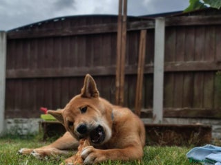 Japanese Shiba Inu dogs - Advert 12