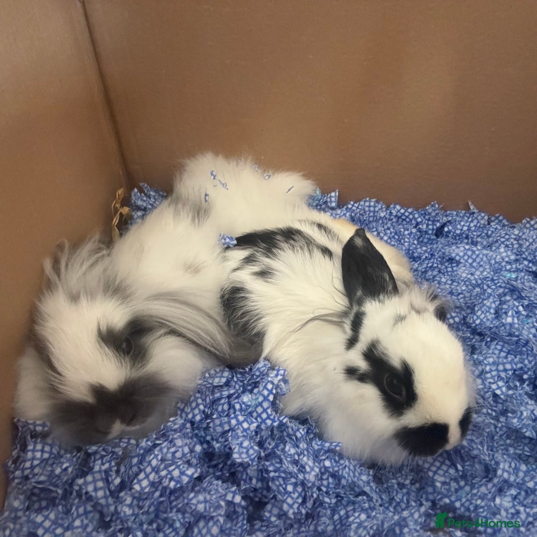 English Lop rabbits for sale: Two mini lop rabbits  - Image 5