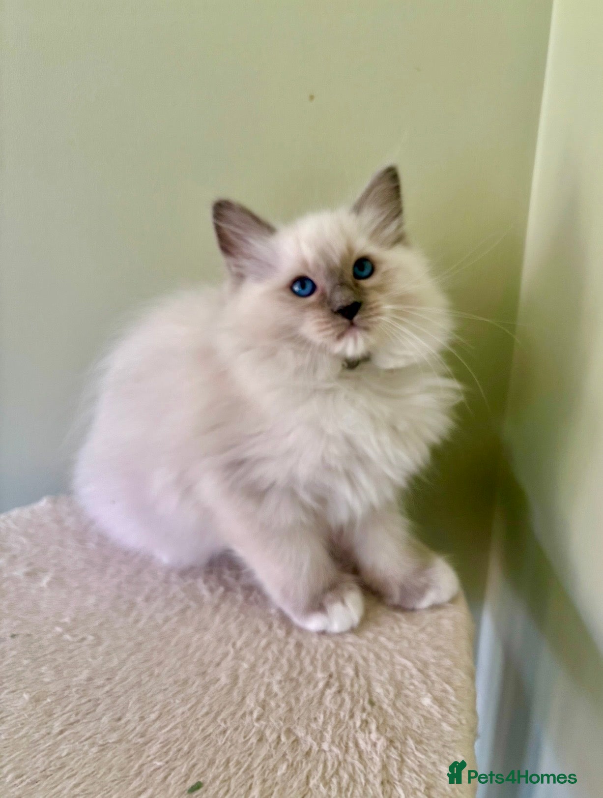 Ragdoll cats PUREBRED RAGDOLL KITTEN **INC VACS & INSURANCE* - Advert 1
