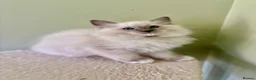 Ragdoll cats for sale: PUREBRED RAGDOLL KITTEN **INC VACS & INSURANCE* - Advert 1