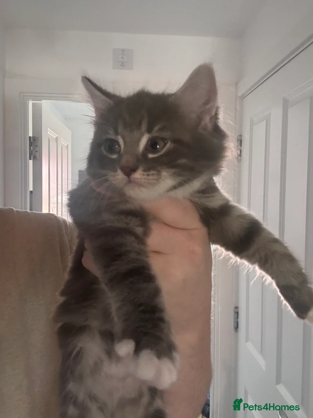 Ragdoll cats for sale: Ragdoll / Bengal mix lovely colour  - Advert 2