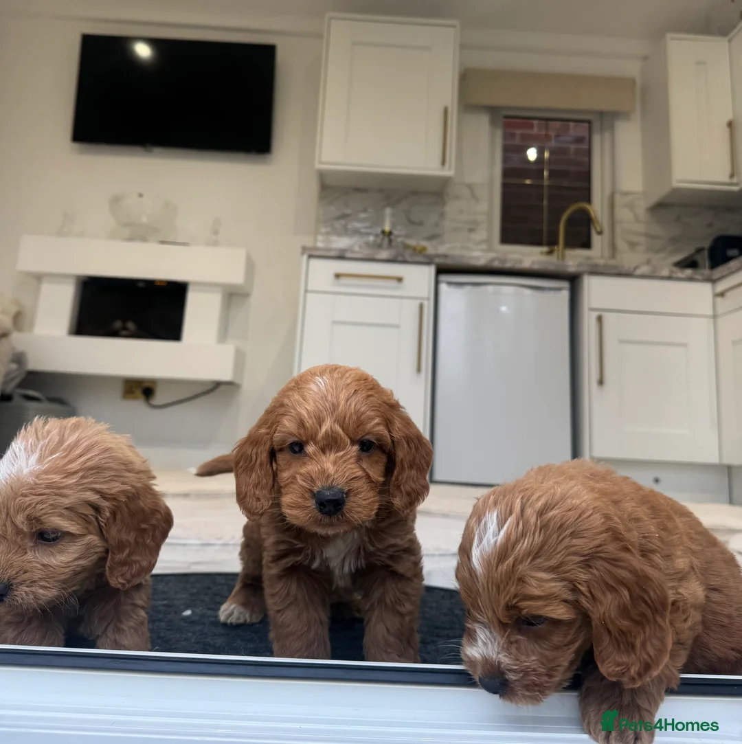 Cockapoo dogs for sale: F1 COCKAPOOS pra clear (council lincesed) - Advert 13