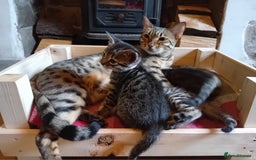 Bengal cats for sale: 6 Stunning Bengal Cross Kittens – Ready 31/10/2025 - Image 19