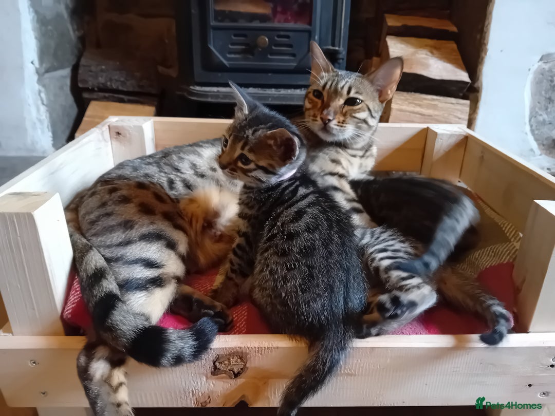 Bengal cats for sale: 6 Stunning Bengal Cross Kittens – Ready 31/10/2025 - Image 19