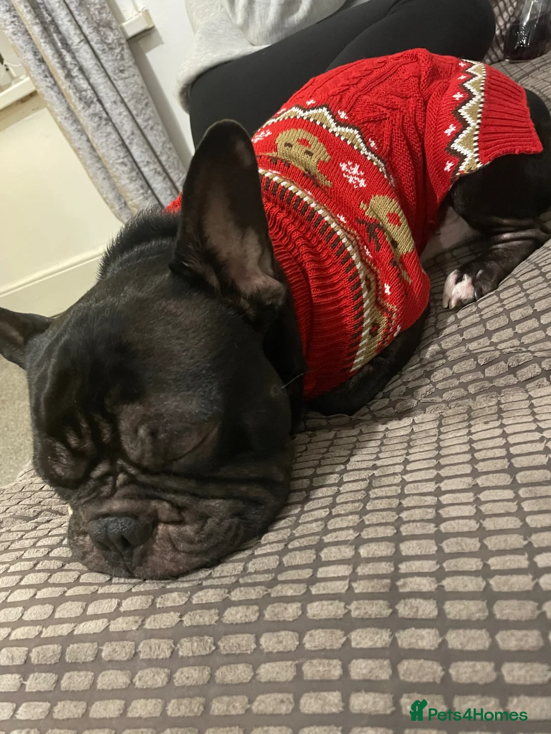 French Bulldog dogs for sale: Frankie the frenchie  - Advert 2