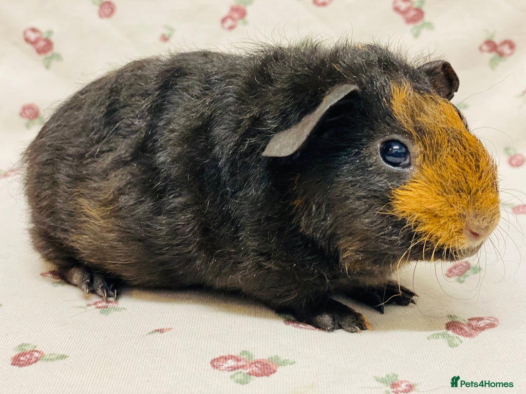 Guinea Pig rodents for sale: Skinny pig and fluffy baby boy pair - Advert 3
