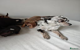 Chihuahua dogs for sale: Micro Chihuahua Puppies - Exceptional Lines - Image 11