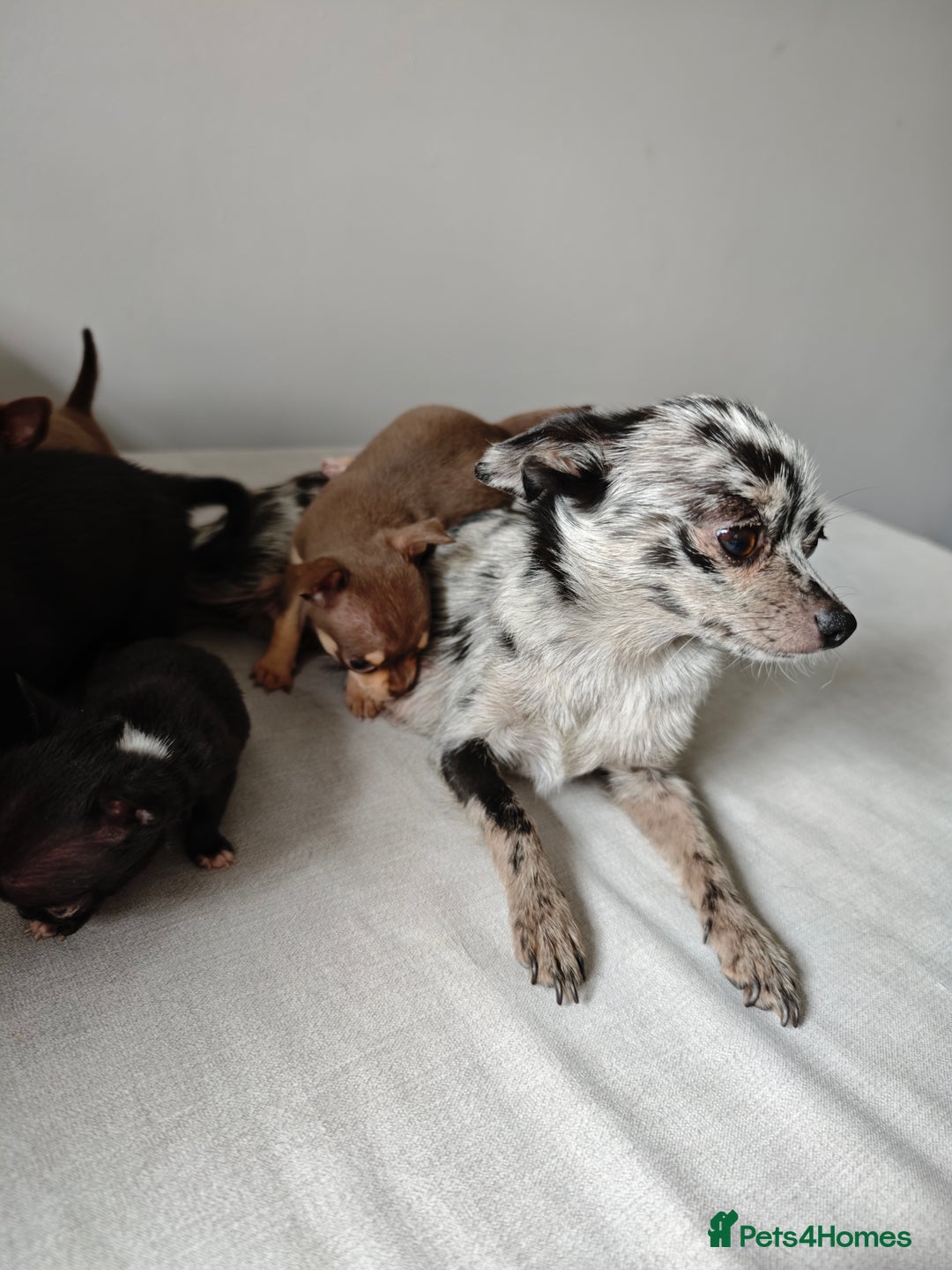 Chihuahua dogs for sale: Micro Chihuahua Puppies - Exceptional Lines - Image 11
