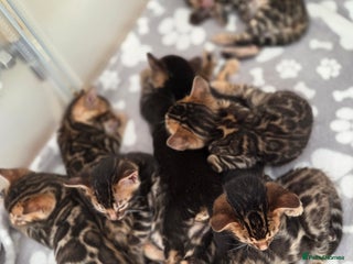 Bengal cats Tica register Bengal Kittens 😸 - Advert 17