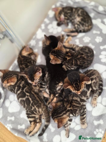 Bengal cats Tica register Bengal Kittens 😸 - Advert 8