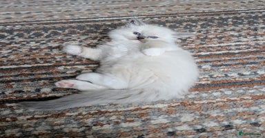 Ragdoll cats - Advert 14