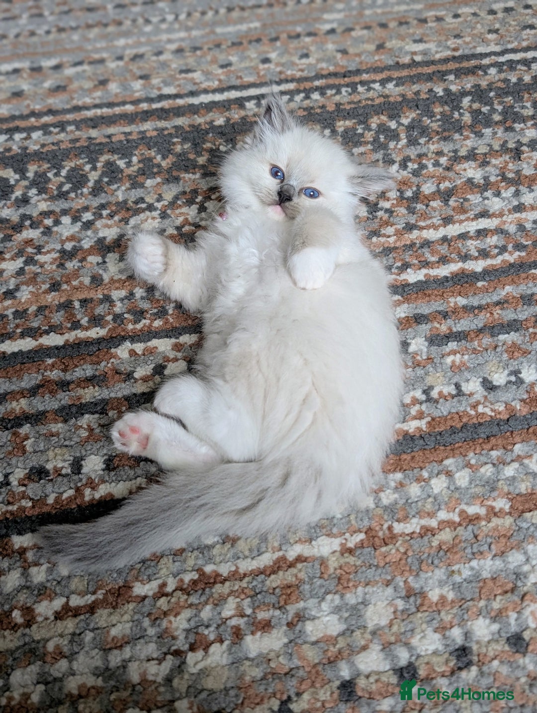 Ragdoll cats for sale: 🏆 🐾 Tica Registered EU Ragdoll Kittens 🐈 🏆 - Image 3
