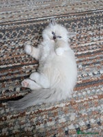 Ragdoll cats - Advert 9