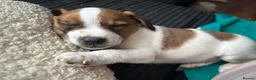 Mixed Breed dogs for sale: Puppies Looking for Forever Homes in Basildon - Advert 7