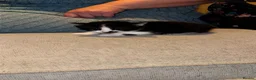 Mixed Breed cats for sale: Lovely kittens need a loving home - Advert 15