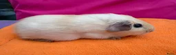 Guinea Pig rodents for sale: Californian & Himalayan - Boars & Sows - Advert 15