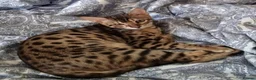 Savannah cats for sale: Buddy 4 year old Male S7 Savannah - Advert 10