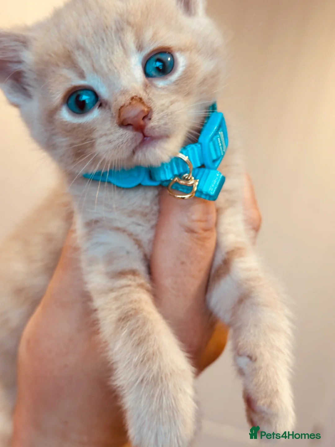Maine Coon cats for sale:     Stunning 6 Week Old Maine Coon Cross Kittens - Advert 1