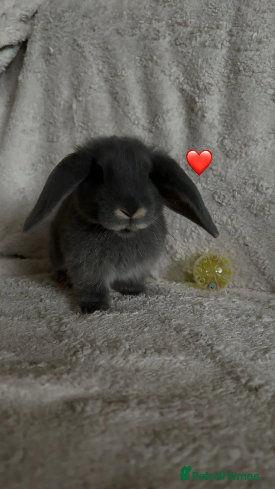 Mixed Breed rabbits for sale: baby rabbits now available - Advert 13