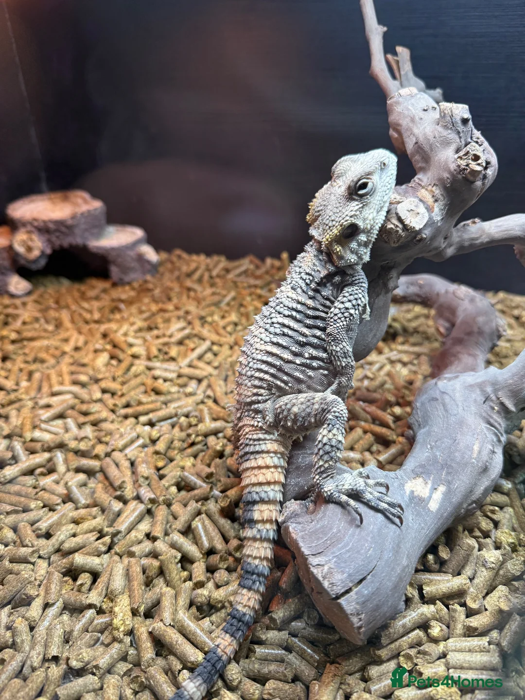 Dragon reptiles for sale: Painted dragon + full set up  - Advert 2