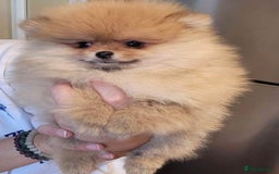 Pomeranian dogs for sale: 🏆Super tiny Pomeranian female✨ - Image 2