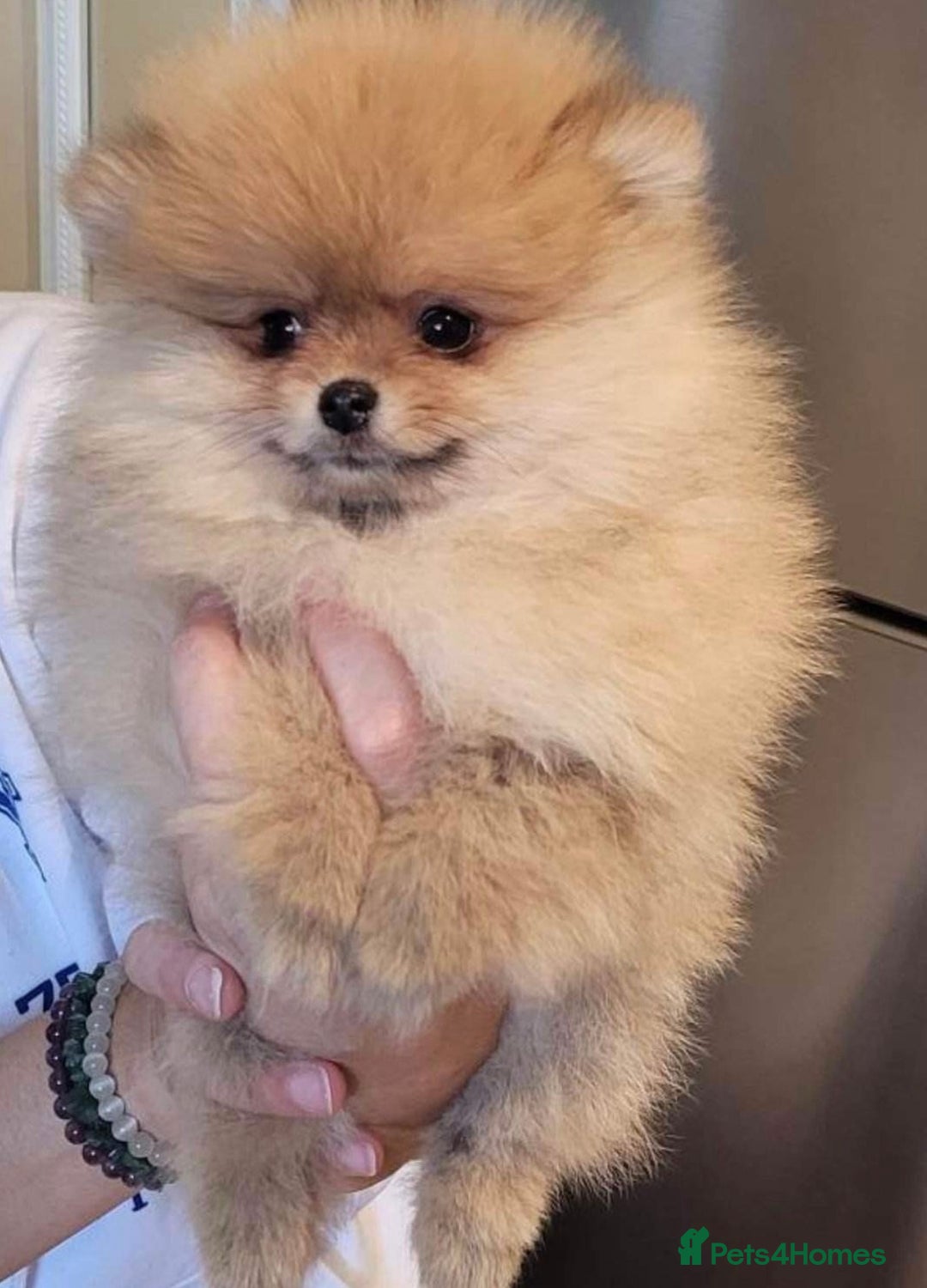 Pomeranian dogs for sale: 🏆Super tiny Pomeranian female✨ - Image 2