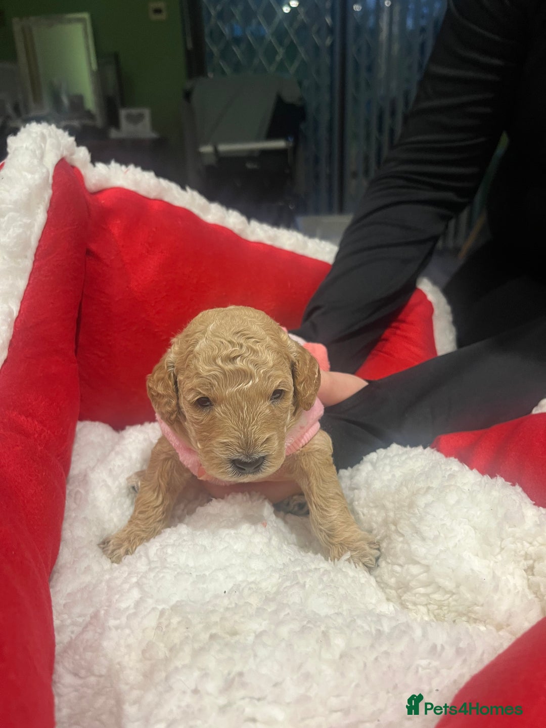 Miniature Poodle dogs for sale: miniature poodles  - Advert 2