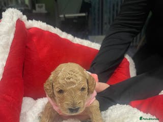 Miniature Poodle dogs beautiful miniature poodles - Advert 18