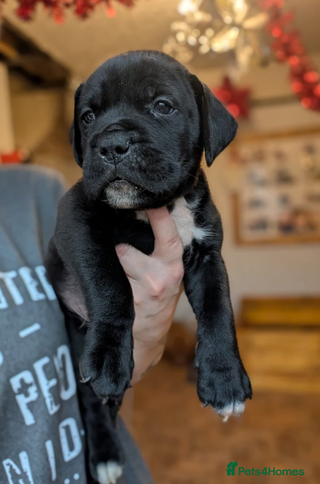 Mixed Breed dogs for sale: Douge de bordeaux x Presa Canerio  - Advert 3