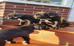 Mixed Breed dogs for sale: Ready to collect – Cane Corso x Staffy puppies  - Image 1