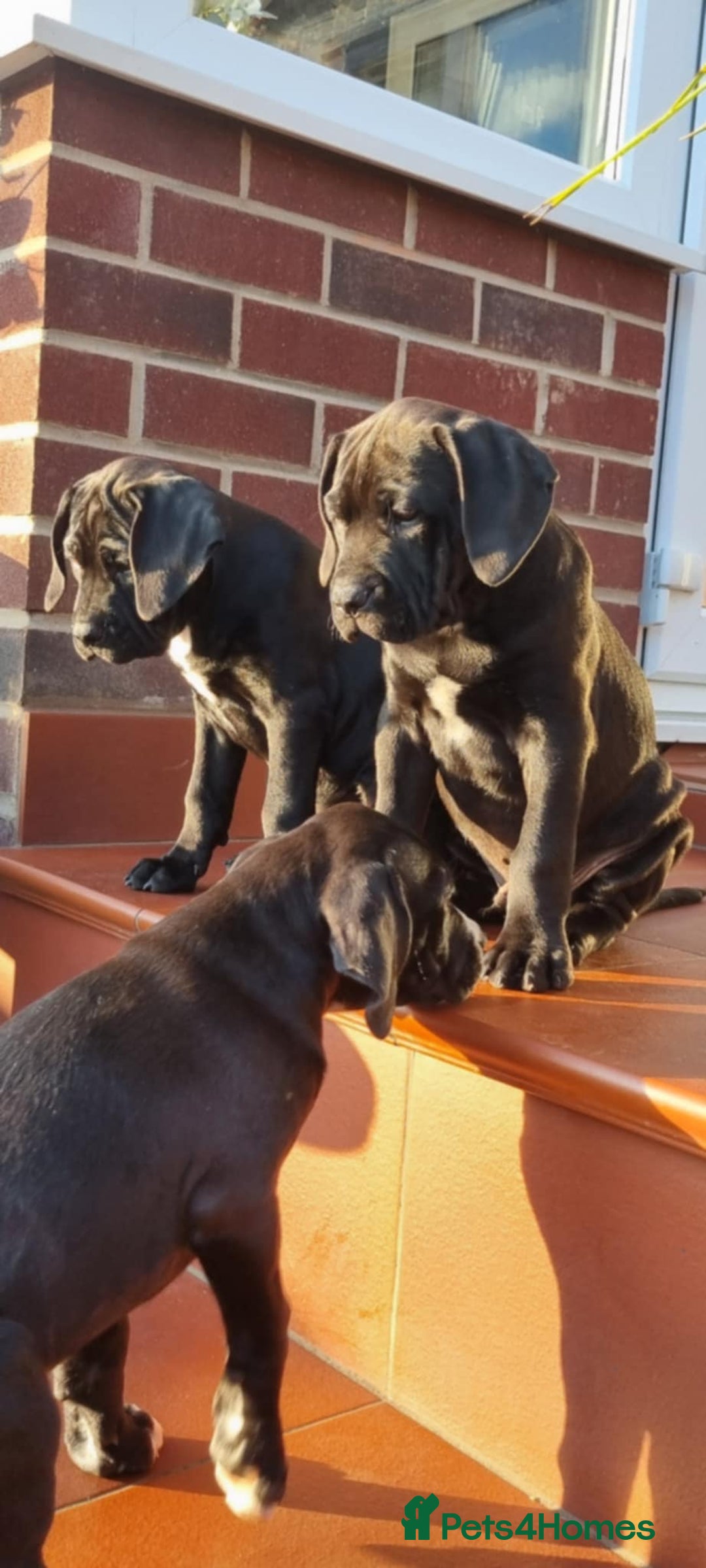 Mixed Breed dogs for sale: Ready to collect – Cane Corso x Staffy puppies  - Image 1