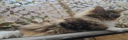 Maine Coon cats for sale: Retired queen black (golden) brown tabby bicolor - Advert 6