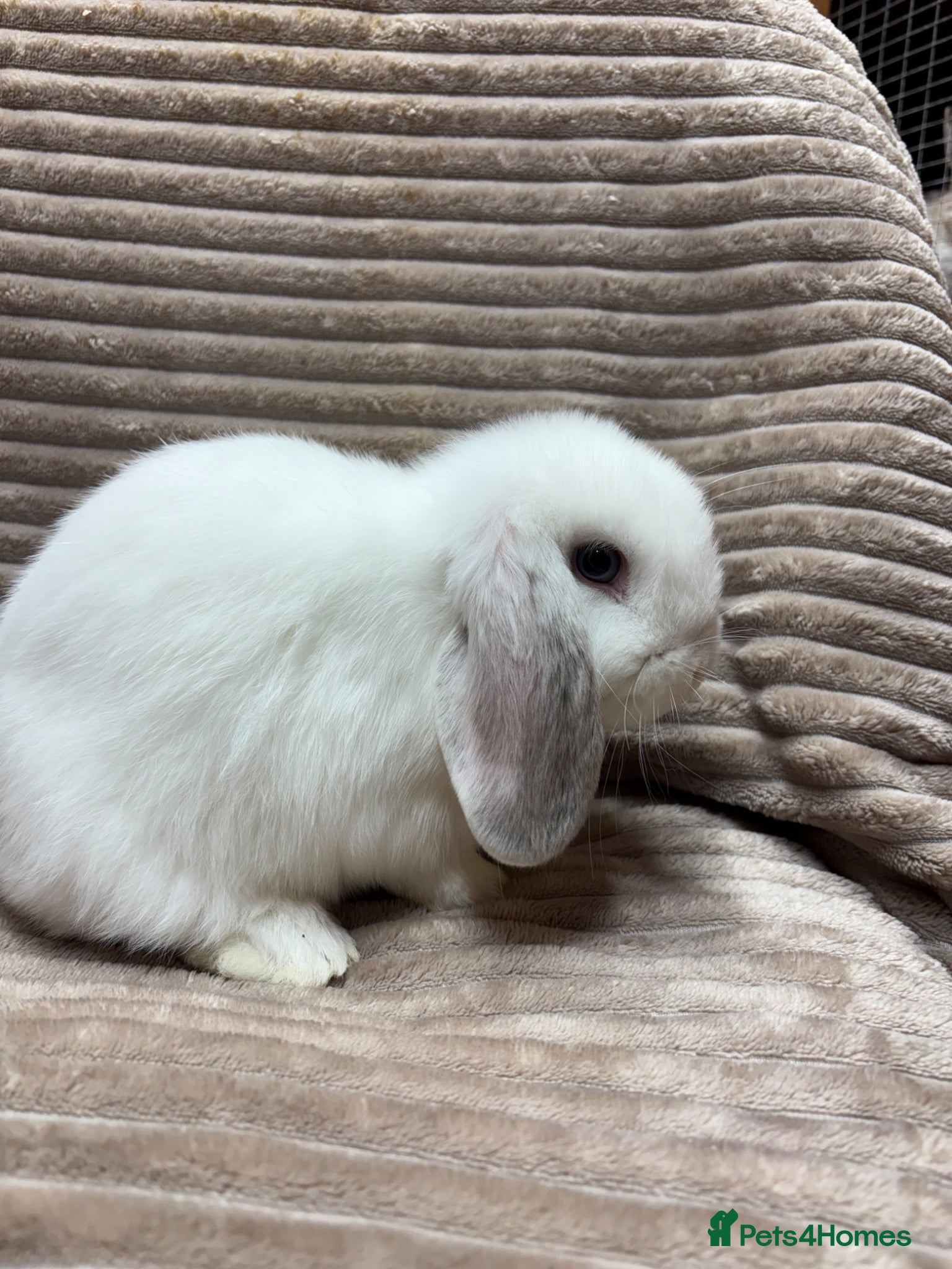 Dwarf Lop rabbits Pure bred dwarf lops *VACCINATED*  - Advert 1