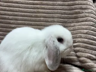 Dwarf Lop rabbits for sale: Pure bred dwarf lops *VACCINATED* - Advert 1