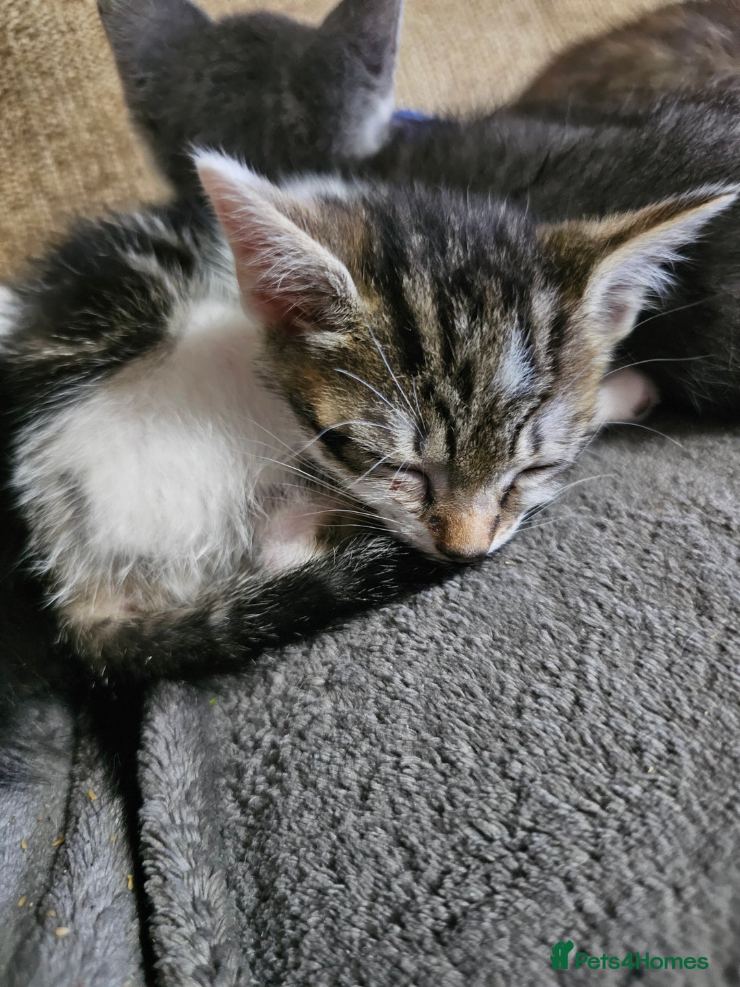 Mixed Breed cats for sale: Adorable kittens for sale - Advert 25