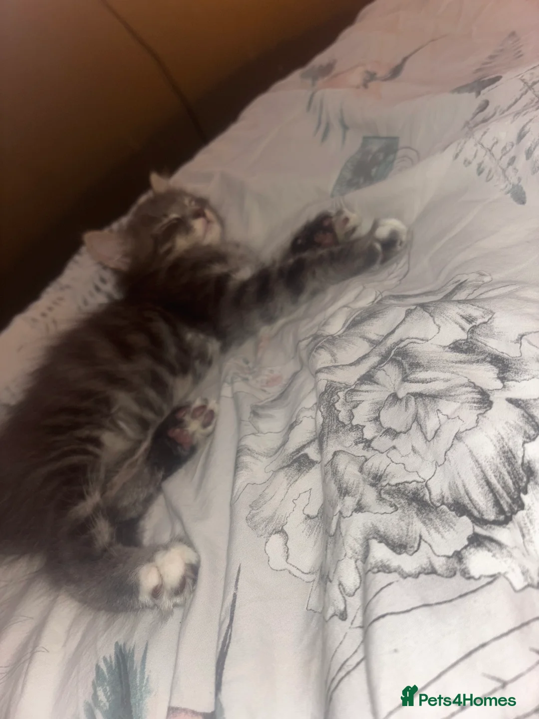 British Longhair cats for sale: Gorgeous boy  - Advert 5