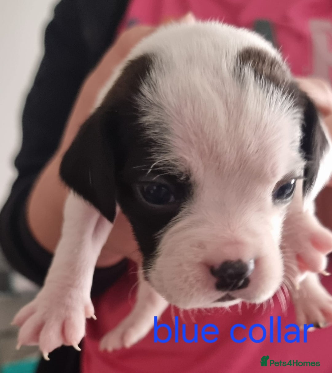 Mixed Breed dogs for sale: Cockerbull - Image 26