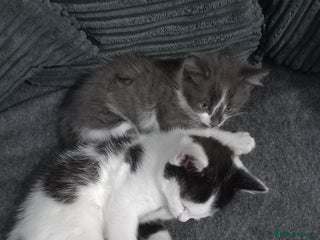 British Shorthair cats - Advert 5