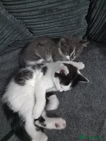 British Shorthair cats - Advert 11