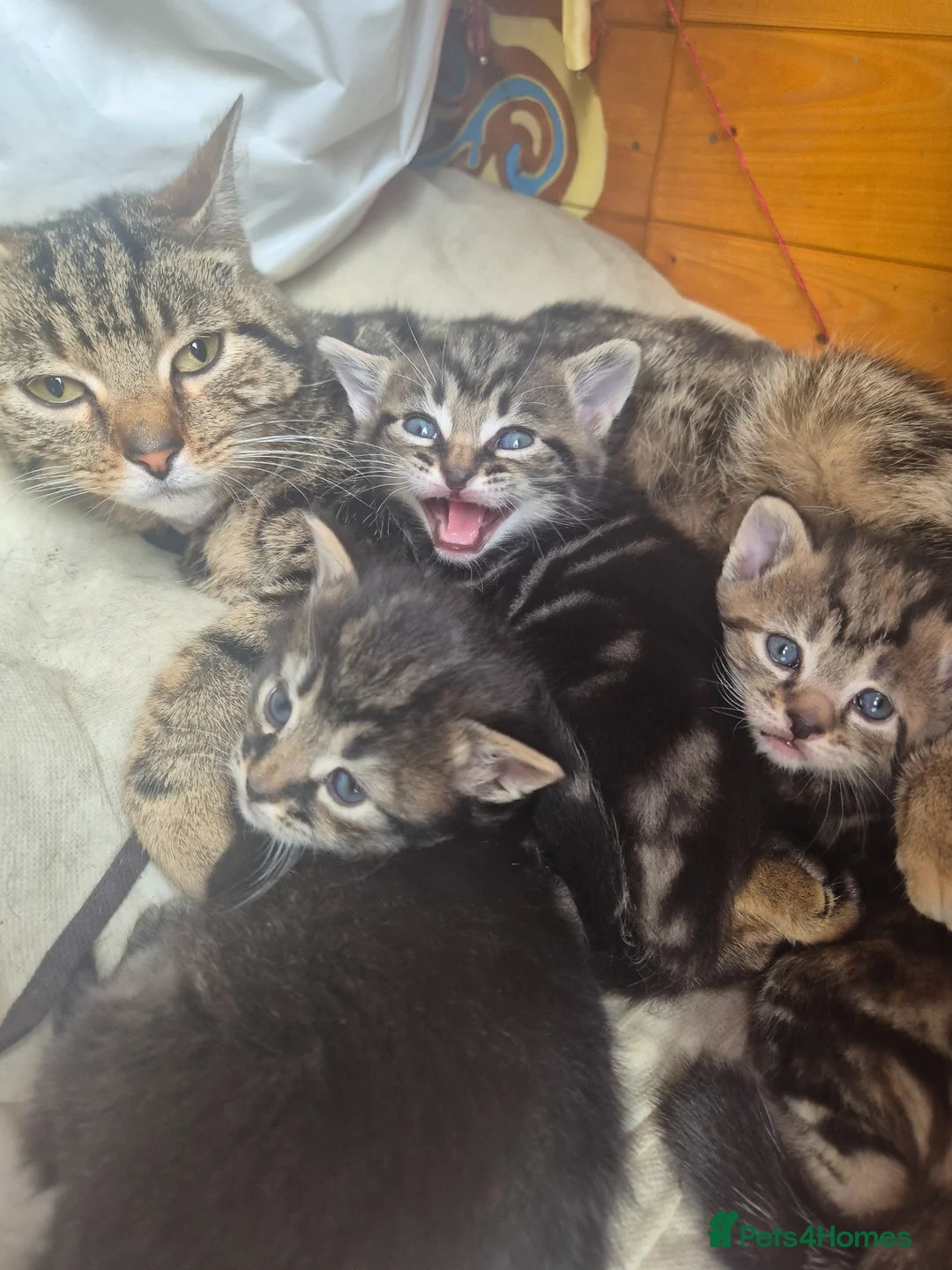 Mixed Breed cats for sale: 3 tabby kittens - Advert 2