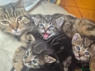 Mixed Breed cats 3 tabby kittens - Advert 14