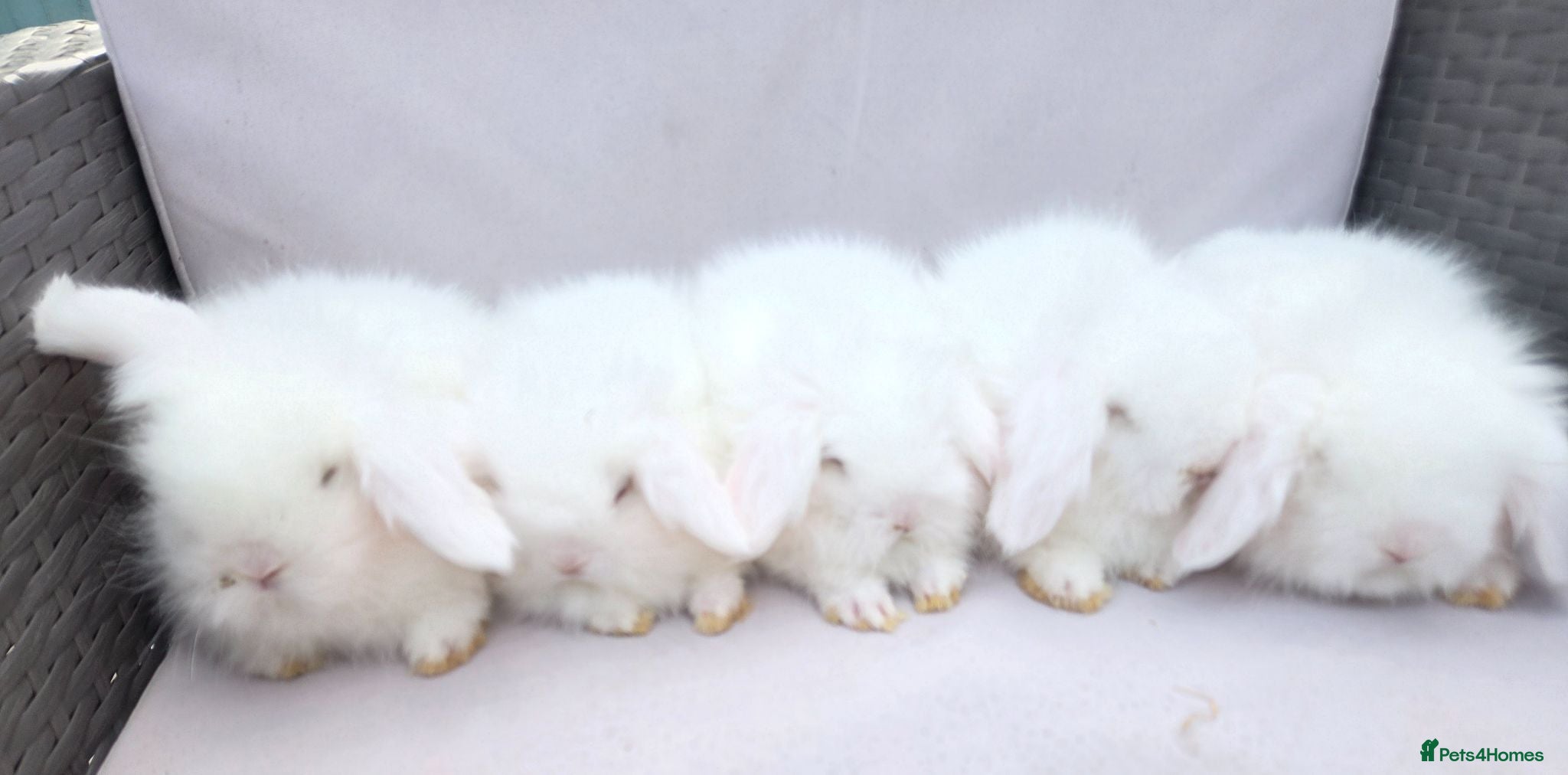 Angora rabbits Teddywidders ready to go now  - Advert 10