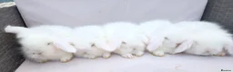 Angora rabbits for sale: Teddywidders ready to go now  - Advert 11