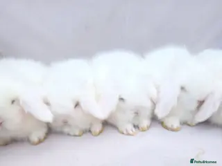 Angora rabbits Teddywidders ready to go now - Advert 10