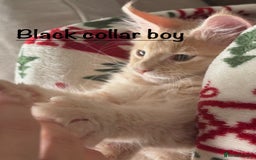 Maine Coon cats for sale: Beautiful Maine coon kittens for sale - Image 12