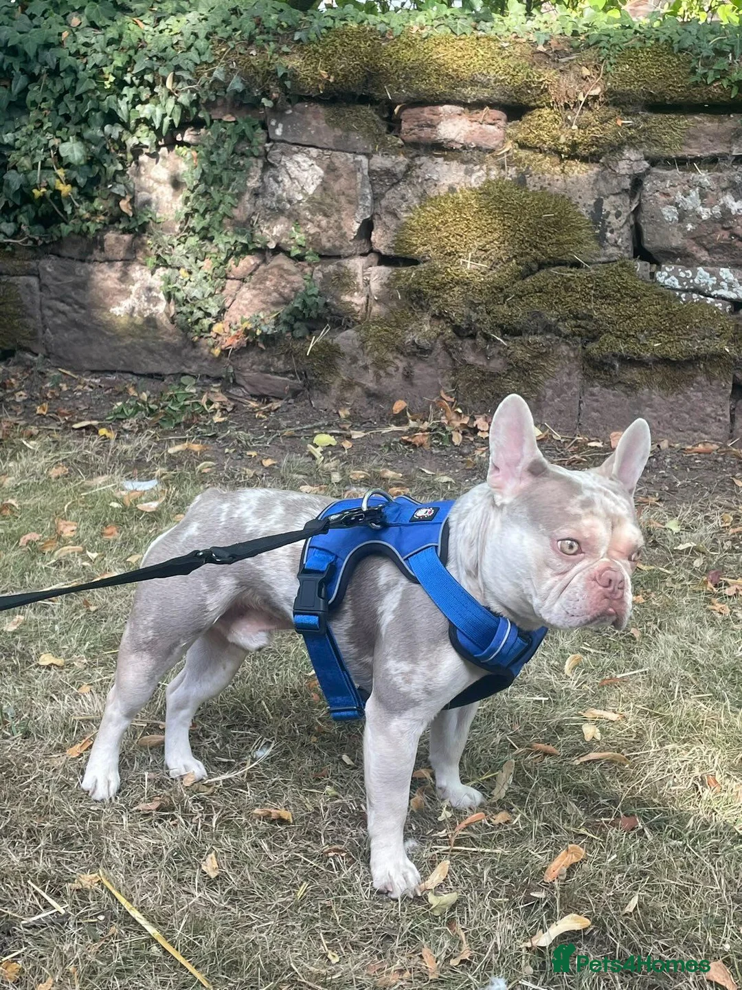 French Bulldog dogs for stud: Stud  - Advert 2