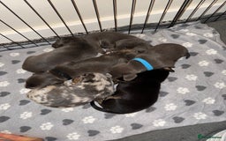 Dachshund dogs for sale: BEAUTIFUL DACHSHUND PUPPIES 🐾 - Image 14