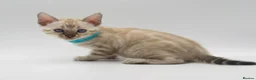 Bengal cats for sale: TICA Registered Brown & Snow Lynx Bengal Kittens - Advert 39